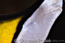 Yellow, black and white by Giuseppe Piccioli 